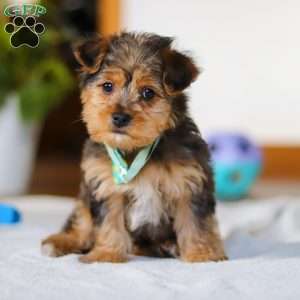 Dallas, Yorkie Poo Puppy